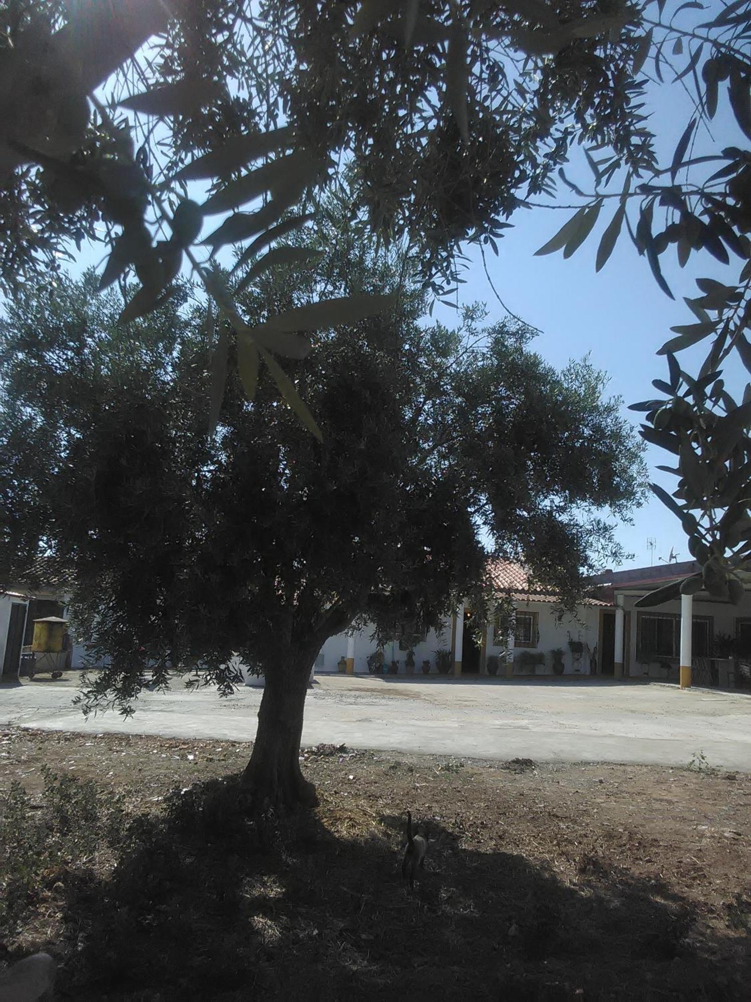 Quintinha Dos Pombinhos Villa Montoito Buitenkant foto